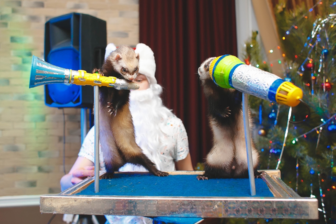 Новогодняя пионерская Зорька 2015